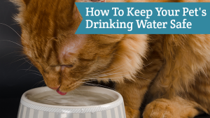 How To Keep Your Pet’s Drinking Water Safe