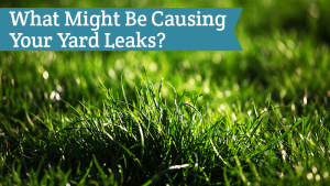 What Might Be Causing Your Yard Leaks and grass